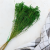 Broom Green 4.png
