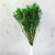 Broom Green 5.png
