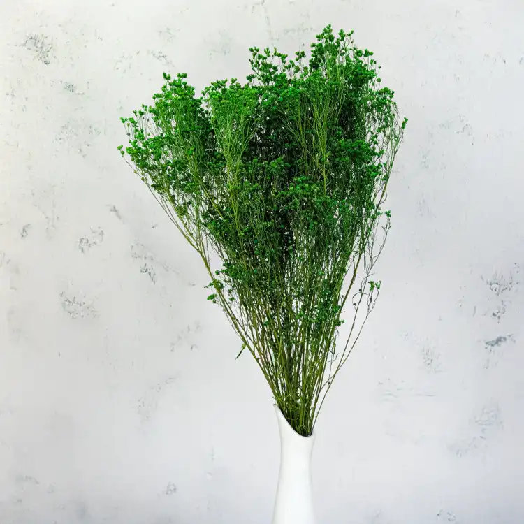 Broom Green 5.png