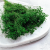 Broom Green 2.png
