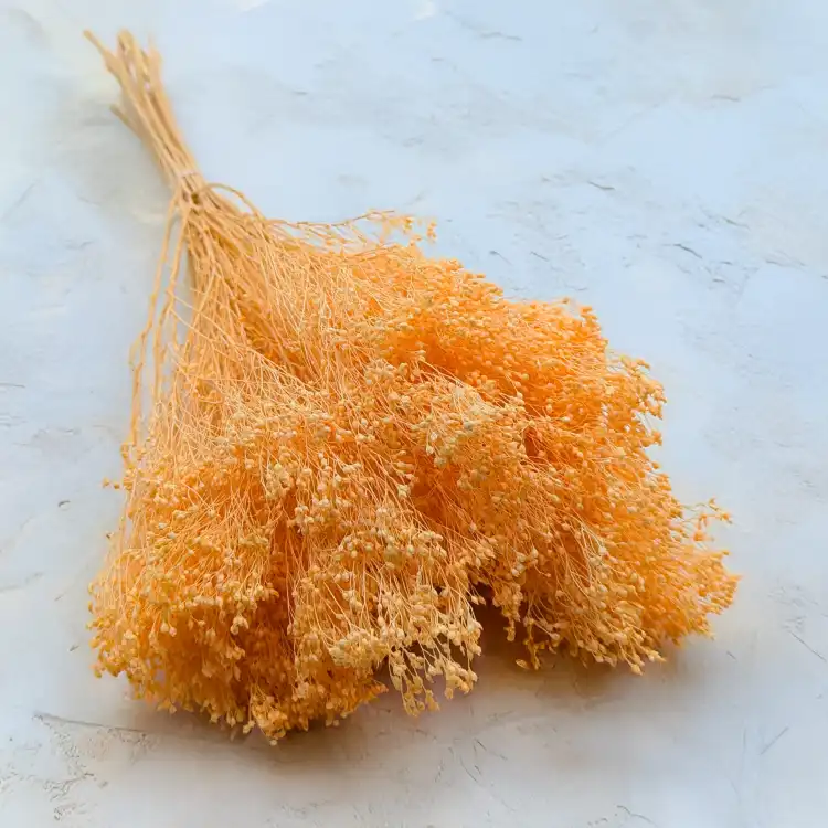 Broom peach 1.png