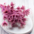 Nigella orient Lila 2.png