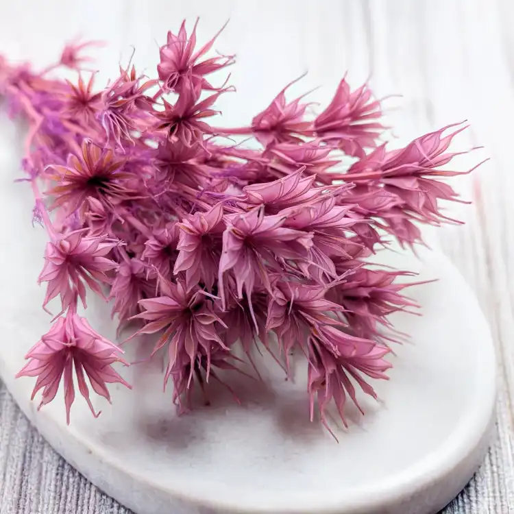 Nigella orient Lila 2.png