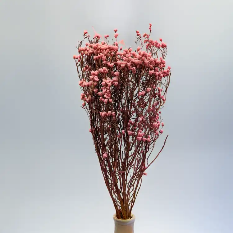 Oxodia Pink IT 5.png