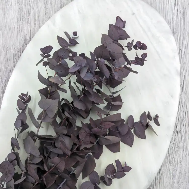 Stuartiana Milka LC 2.png