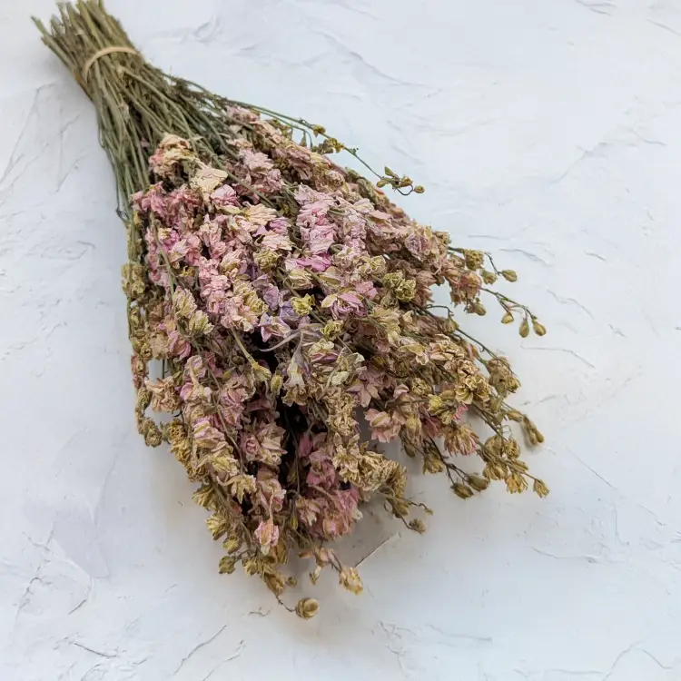 Ostróżka róż 1.png