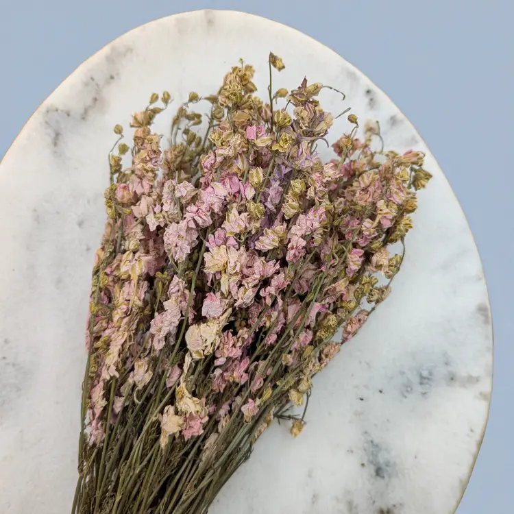 Ostróżka róż 2.png