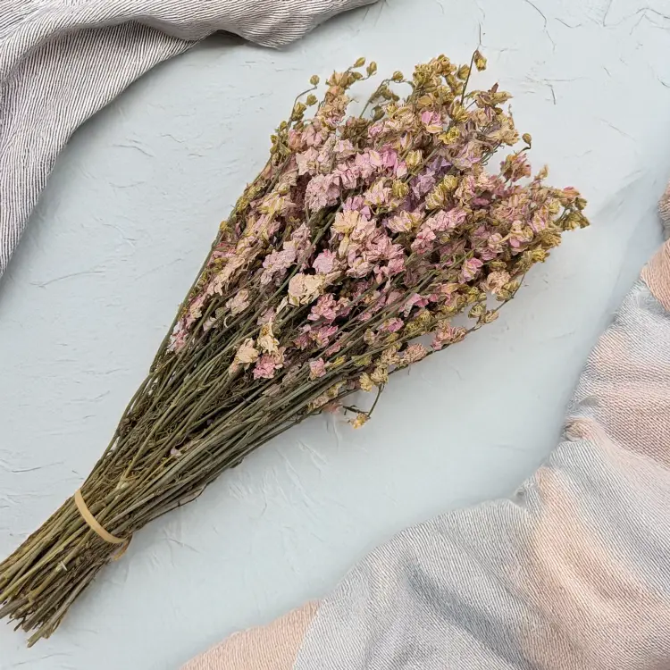 Ostróżka róż 3.png