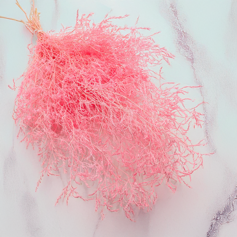 Statice Marine Lt Pink IT 2.png