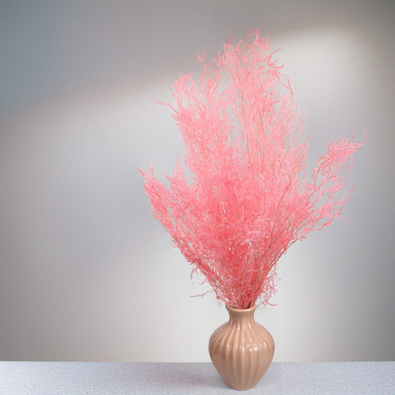 Statice Marine Lt Pink IT 5.png