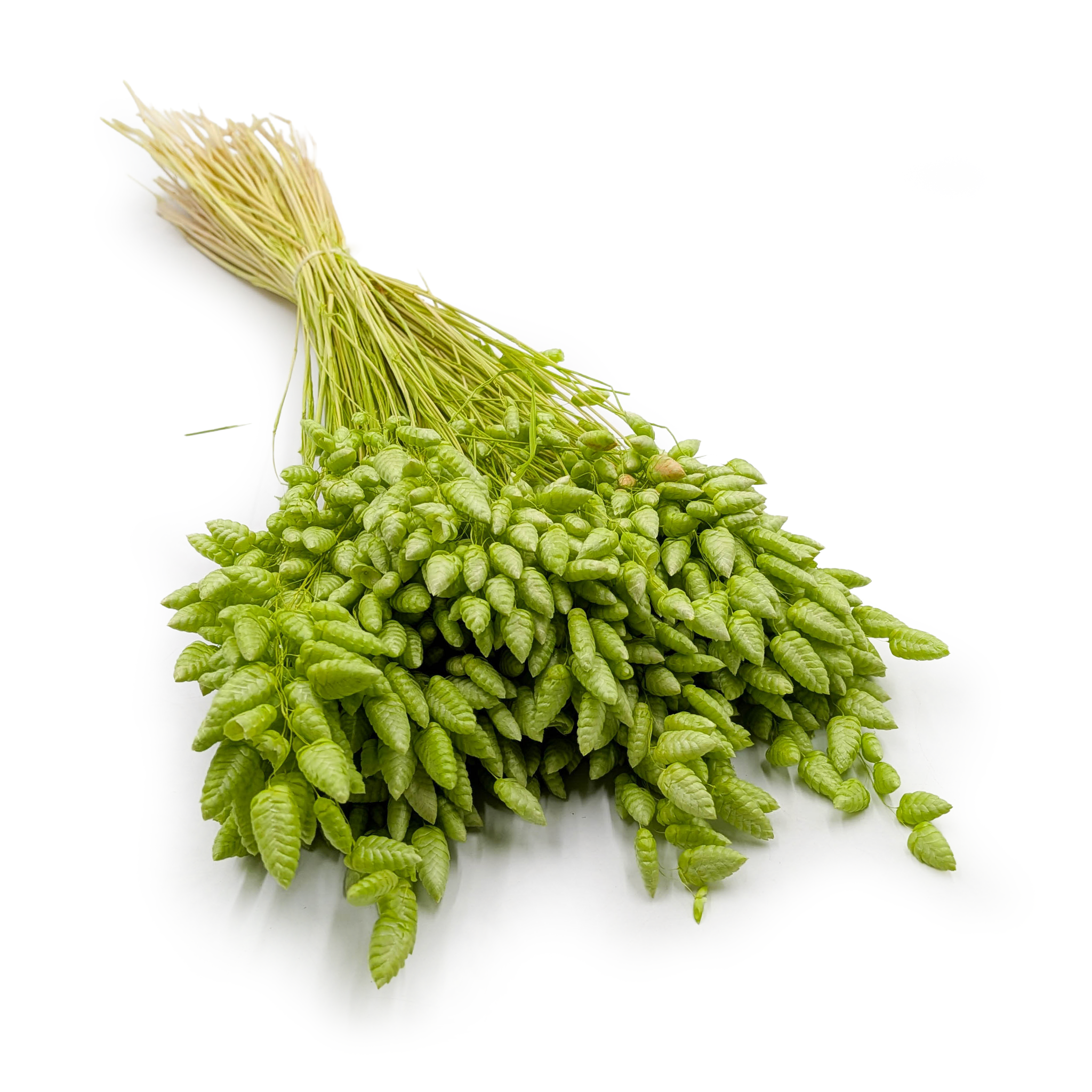 Drżączka Suszona - (Briza Maxima) - Jasnozielona