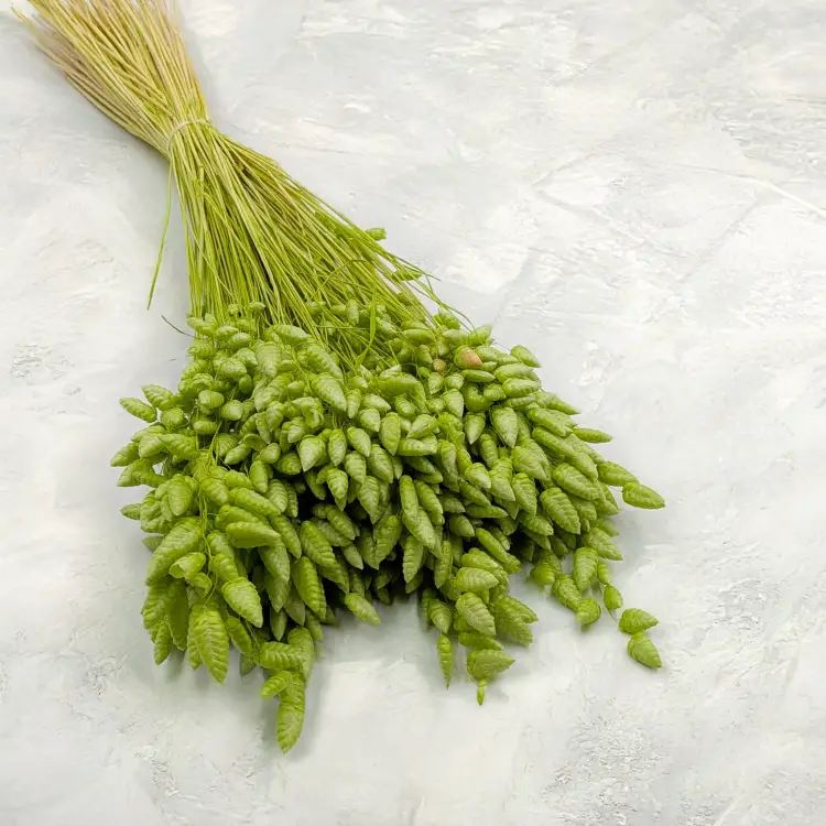 Briza maxima Lt green 1.png