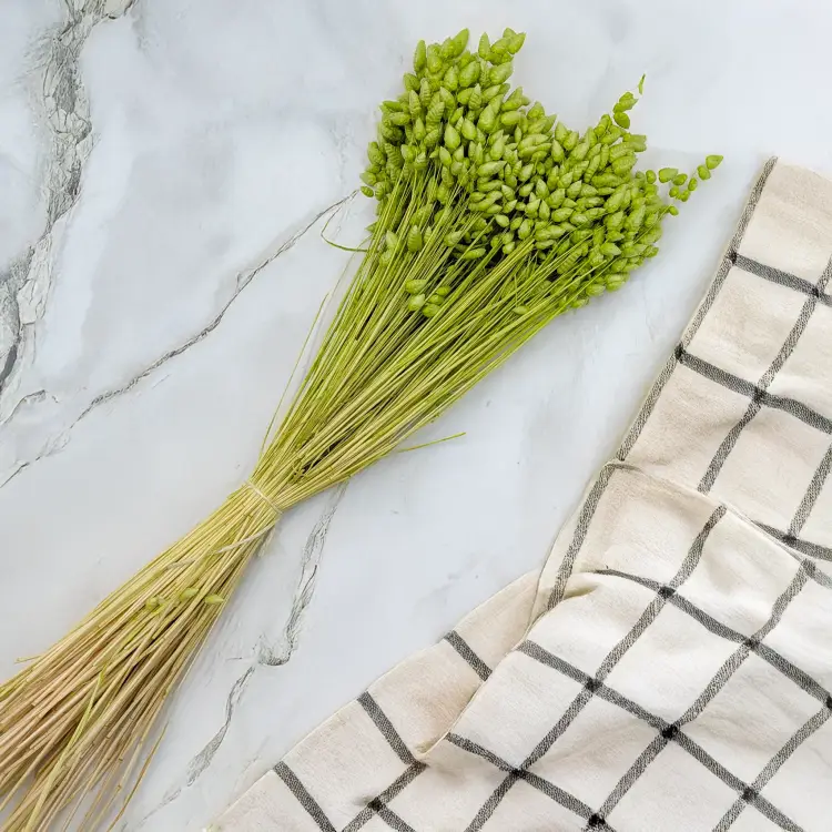 Briza maxima Lt green 4.png