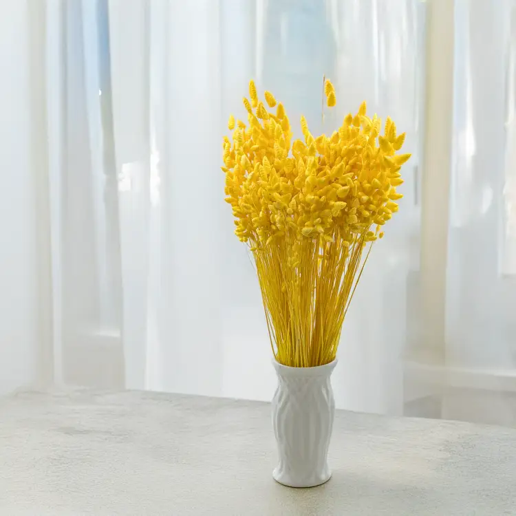 Briza maxima Yellow 5.png