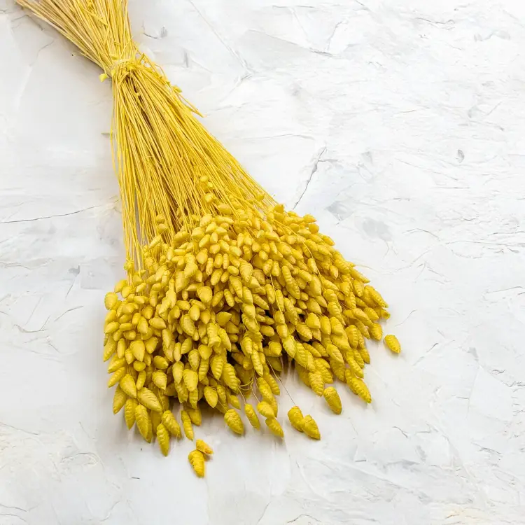 Briza maxima Yellow 1.png