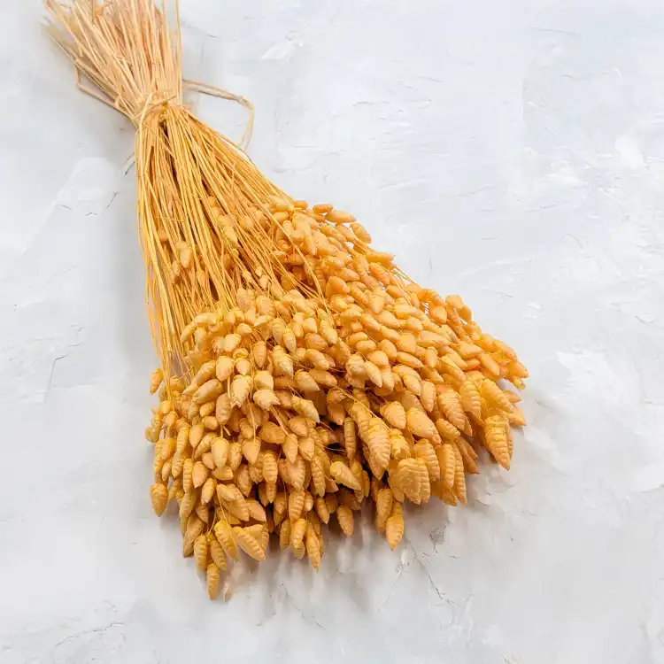 Briza maxima Peach 1.png