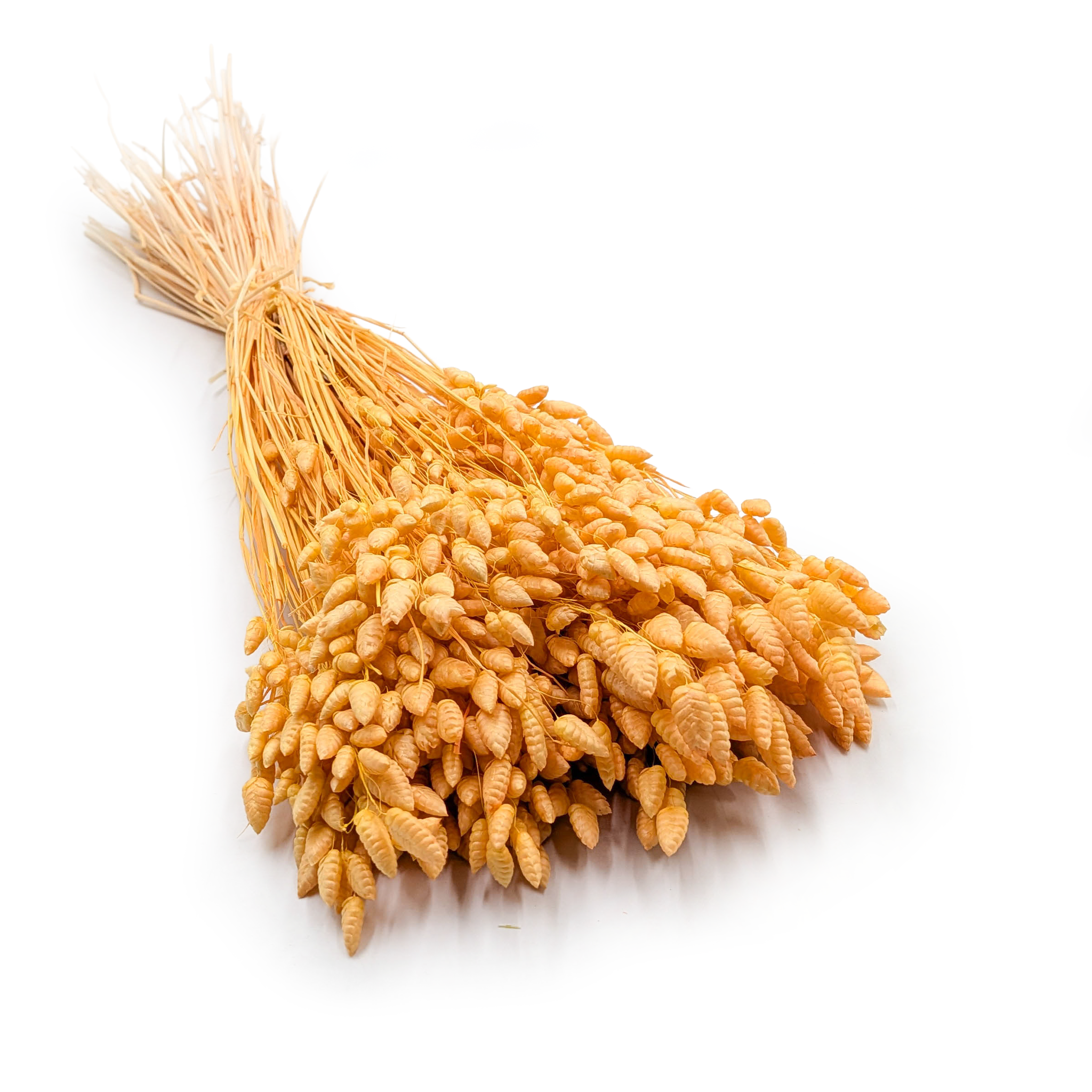 Drżączka Suszona - (Briza Maxima) - Brzoskwiniowa