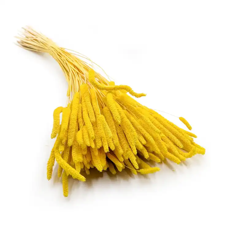 Tymotka żółta.png