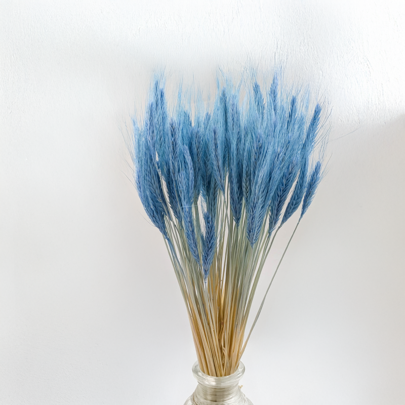 Pszenżyto niebieskie 7.png