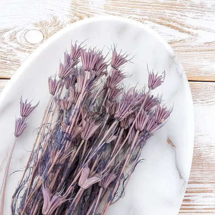 Nigella orient Lavender 5.png