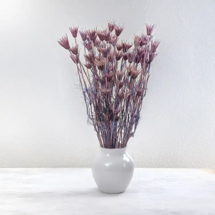 Nigella orient Lavender 6.png