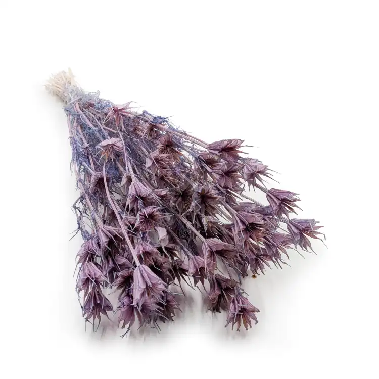 Nigella orient Lavender.png