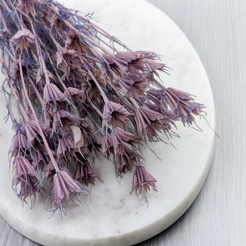 Nigella orient Lavender 2.png