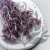 Nigella orient Lavender 2.png