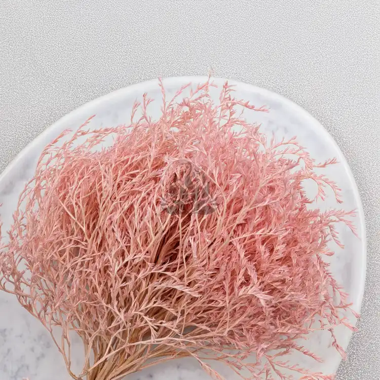 Statice Tataricum Lt Pink it 5.png