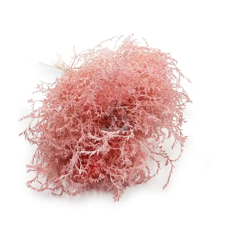 Statice Tataricum Lt Pink it 0.png