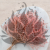 Statice Tataricum Lt Pink it 3.png