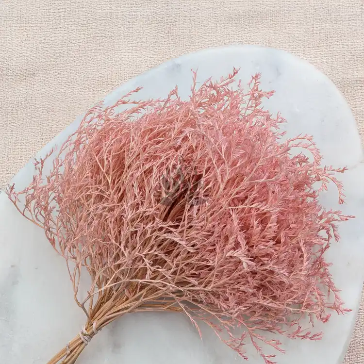 Statice Tataricum Lt Pink it 3.png