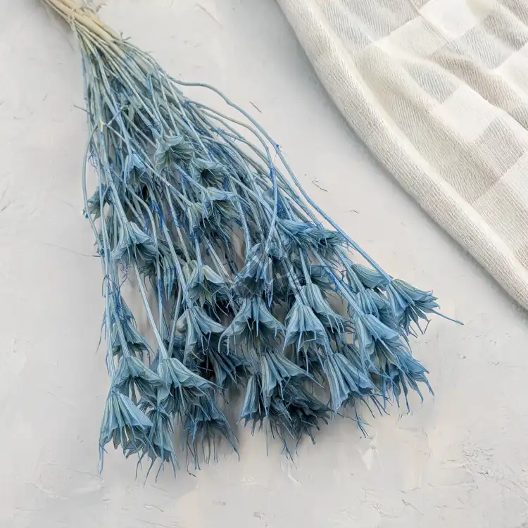 Nigella orient Sky Blue 1.png
