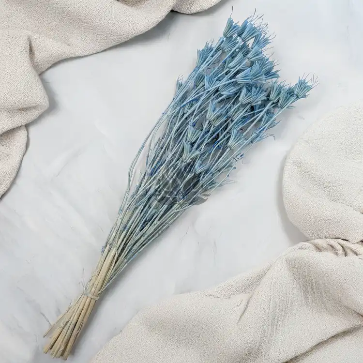 Nigella orient Sky Blue 3.png
