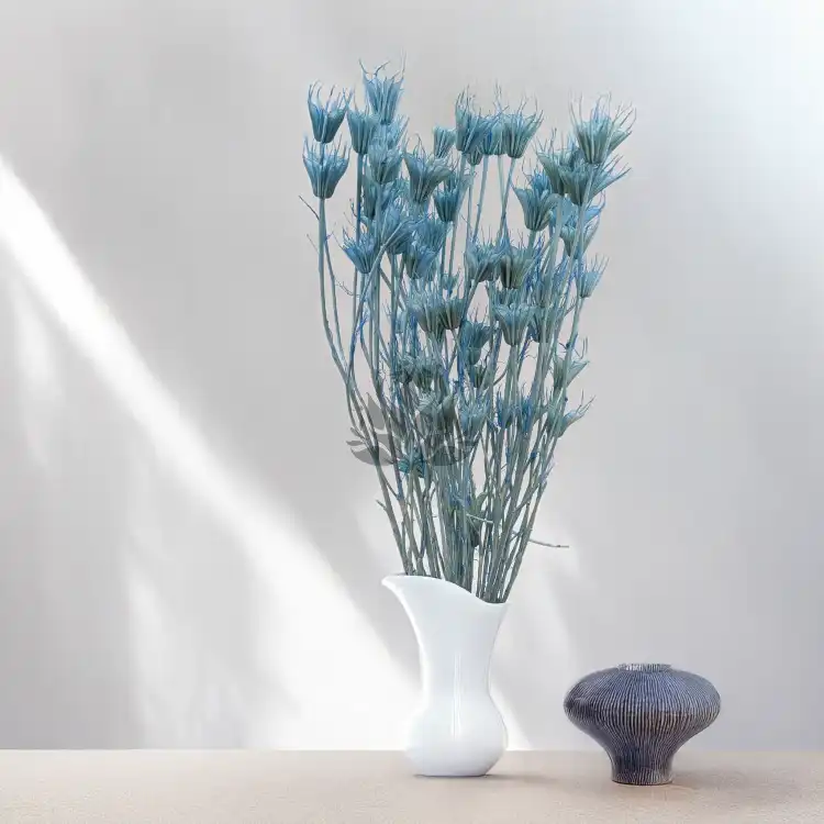Nigella orient Sky Blue 5.png