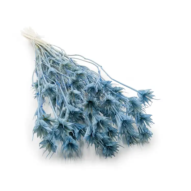 Nigella orient Sky Blue.png