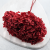 Hydrangea Royal Burgund 4.png