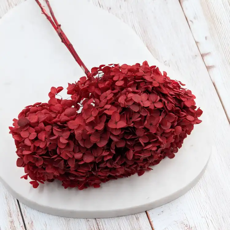 Hydrangea Royal Burgund 1.png