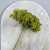 Hydrangea Royal Green 4.png