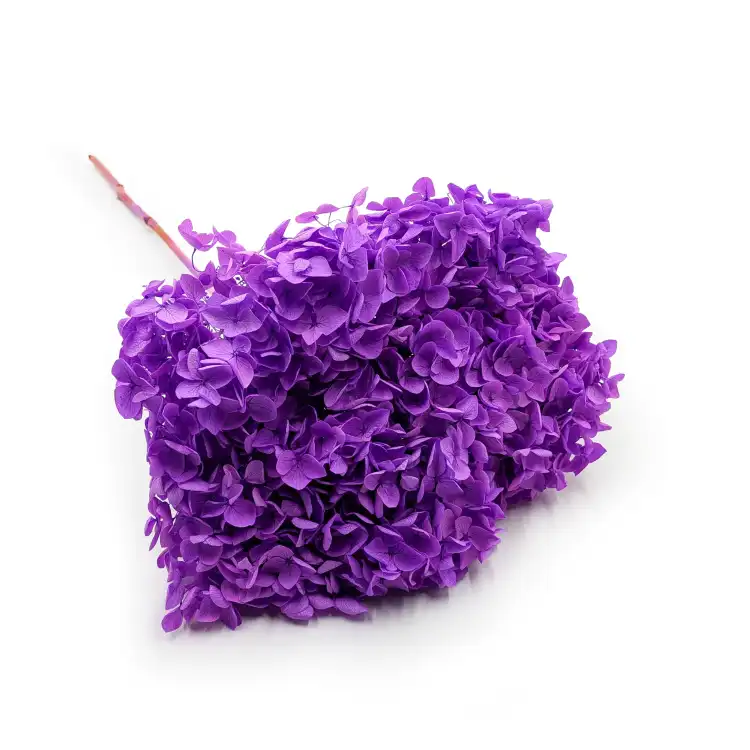 Hydrangea Royal Lavenda.png