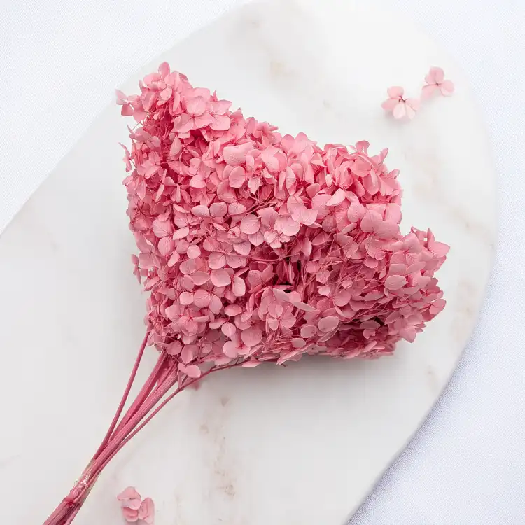 Hydrangea Royal Pink 2.png