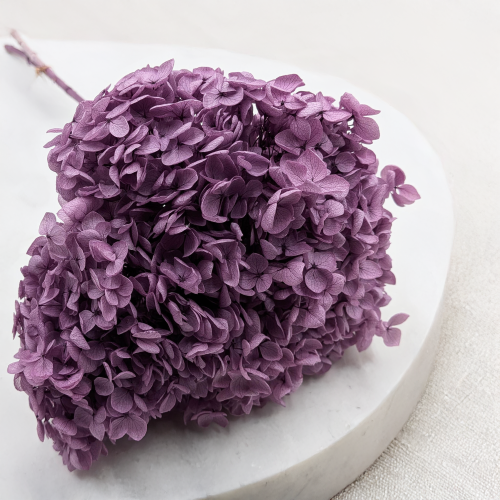 HYDRANGEA LAVENDER ROYAL 24 2.png