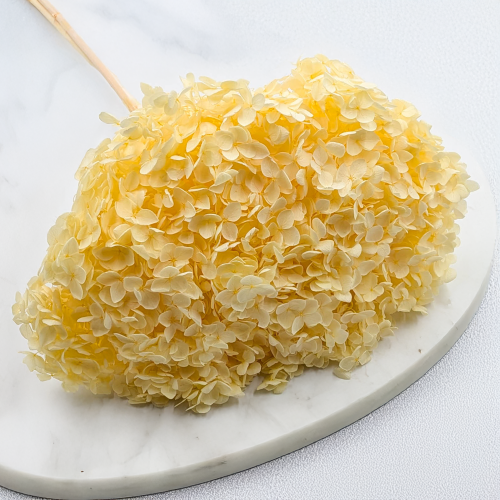 HYDRANGEA SOFT YELLOW ROYAL 11 6.png