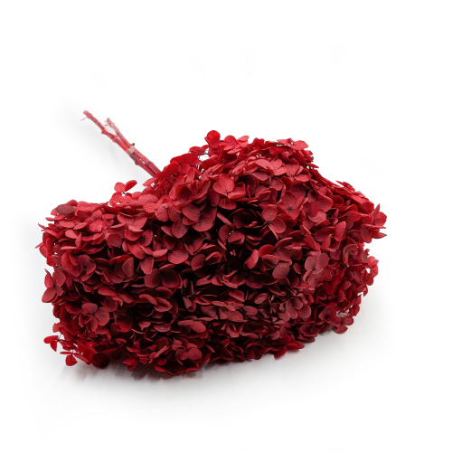 Hydrangea Royal Burgund 0.png