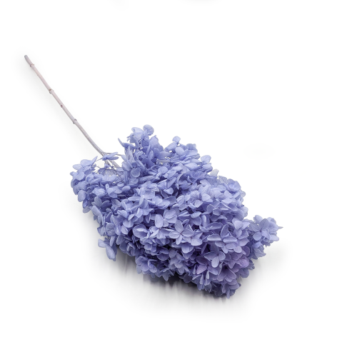 Hortensja Conical niebieska.png