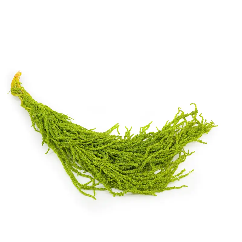Szarlat Lt Green Royal.png