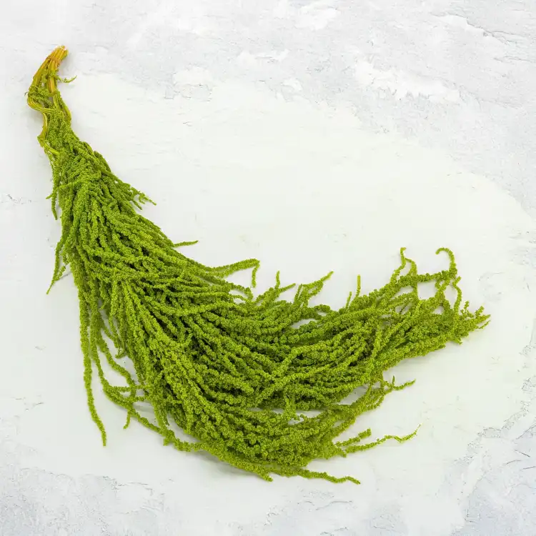 Szarlat Lt Green Royal 1.png
