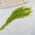 Szarlat Lt Green Royal 2.png
