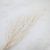 Amaranthus Bleached Royal 07.png