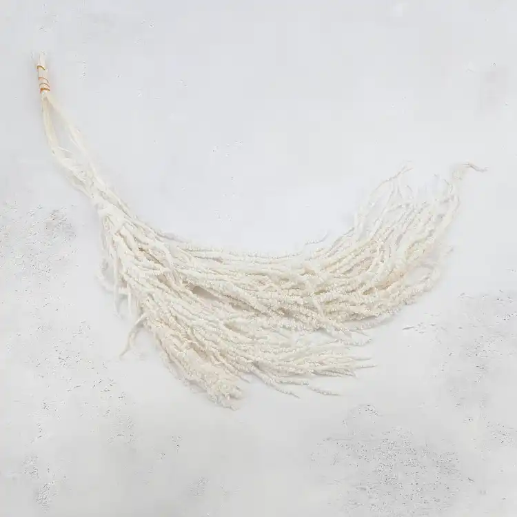Amaranthus Bleached Royal 03.png